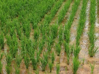 沖縄で栽培されるお米は、ひとめぼれとちゅらひかり