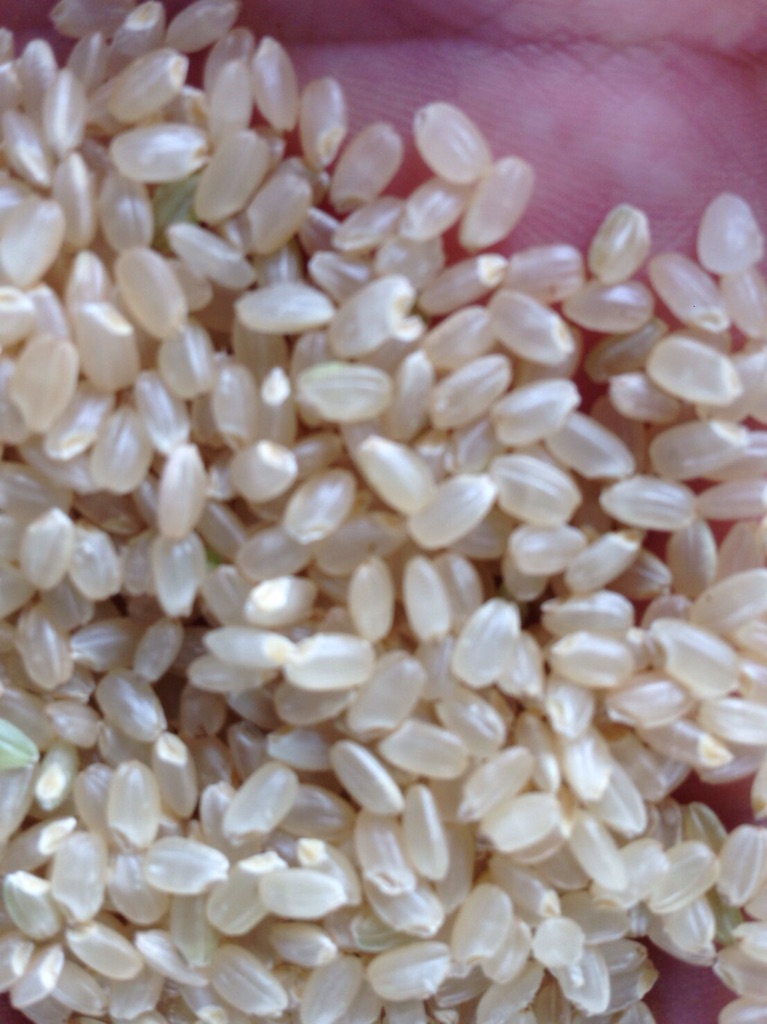 富山県産コシヒカリの米粒拡大画像