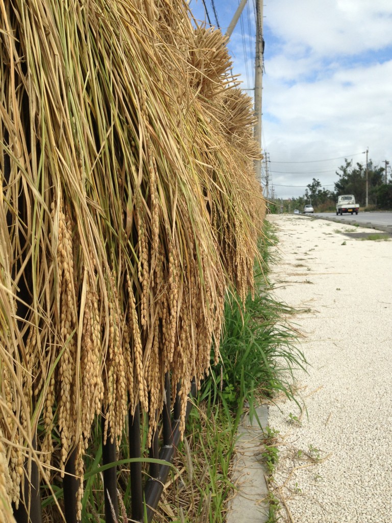 沖縄の稲作風景