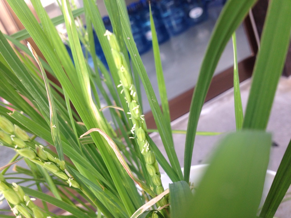店舗のバケツ稲も花は鹿児島よりも早いそうです。