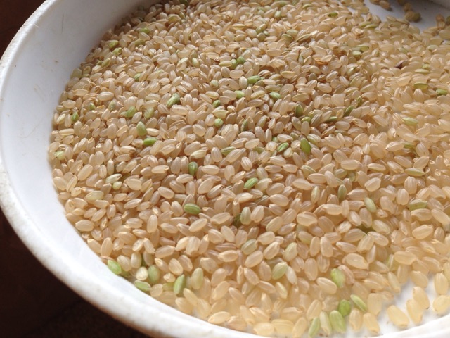 青い玄米は甘さも普通の玄米より数段増すと言われています。