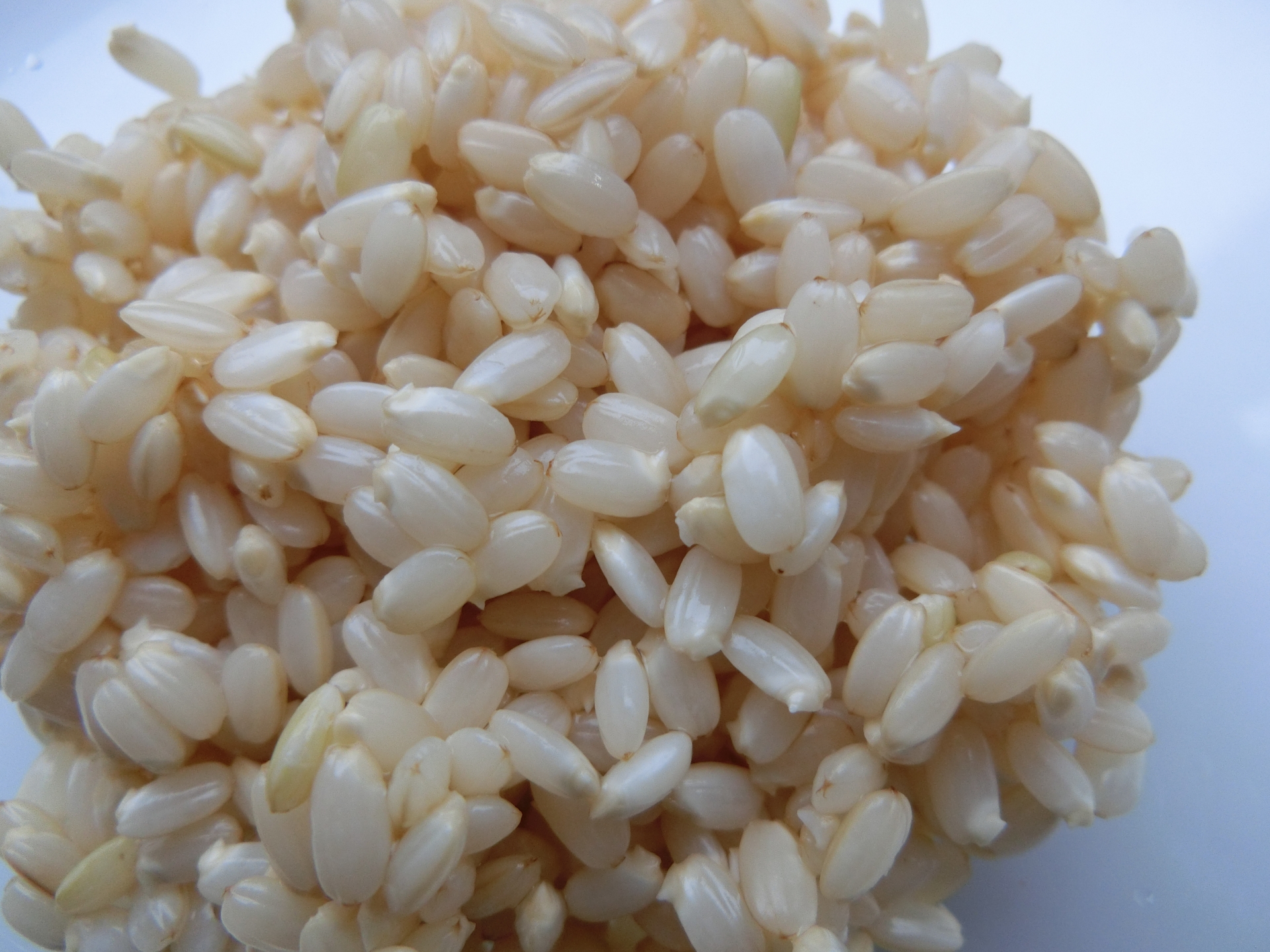 玄米と発芽玄米の違いについて調べてみました。その効果の違いとは？