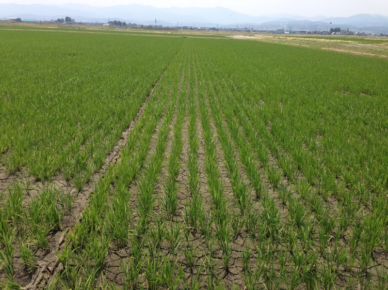 富山の米農家さんの田んぼ風景