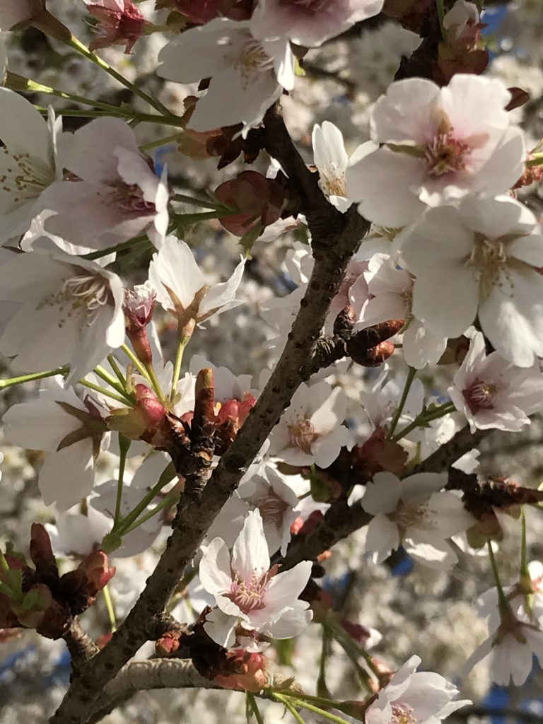 本土の桜は儚い、というイメージがぴったりな可愛さ